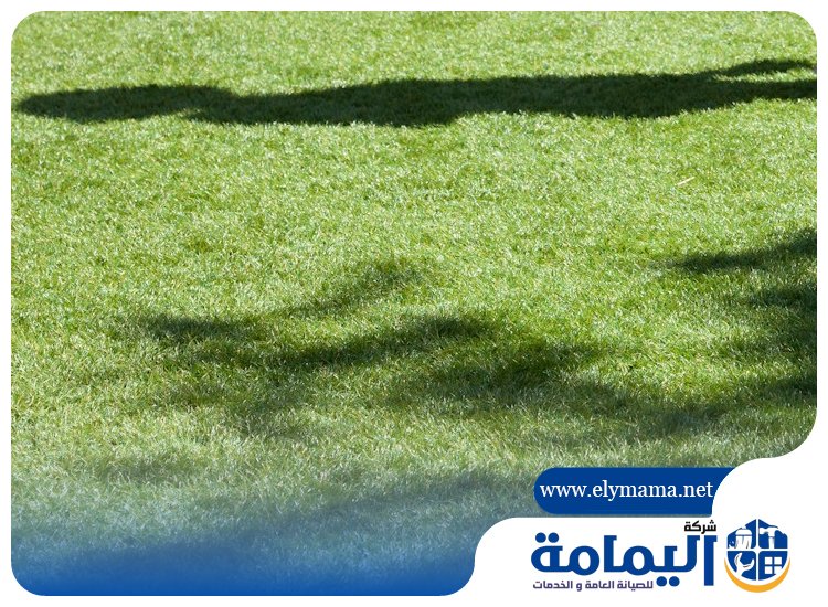 تركيب عشب صناعي في العين
